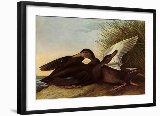 Black Ducks-John James Audubon-Framed Giclee Print