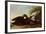 Black Ducks-John James Audubon-Framed Giclee Print