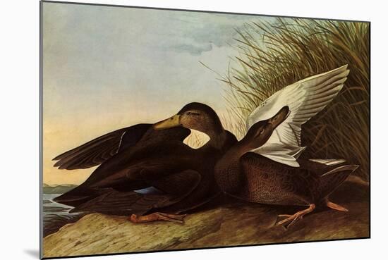 Black Ducks-John James Audubon-Mounted Giclee Print