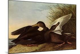 Black Ducks-John James Audubon-Mounted Giclee Print