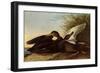 Black Ducks-John James Audubon-Framed Giclee Print
