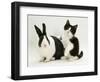 Black Dutch Rabbit with Black-And-White Kitten-Jane Burton-Framed Premium Photographic Print