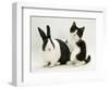 Black Dutch Rabbit with Black-And-White Kitten-Jane Burton-Framed Premium Photographic Print