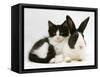 Black Dutch Rabbit with Black-And-White Kitten-Jane Burton-Framed Stretched Canvas