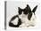 Black Dutch Rabbit with Black-And-White Kitten-Jane Burton-Stretched Canvas