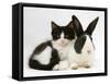 Black Dutch Rabbit with Black-And-White Kitten-Jane Burton-Framed Stretched Canvas