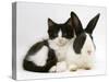 Black Dutch Rabbit with Black-And-White Kitten-Jane Burton-Stretched Canvas