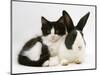 Black Dutch Rabbit with Black-And-White Kitten-Jane Burton-Mounted Premium Photographic Print