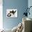 Black Dutch Rabbit with Black-And-White Kitten-Jane Burton-Photographic Print displayed on a wall