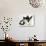 Black Dutch Rabbit with Black-And-White Kitten-Jane Burton-Photographic Print displayed on a wall