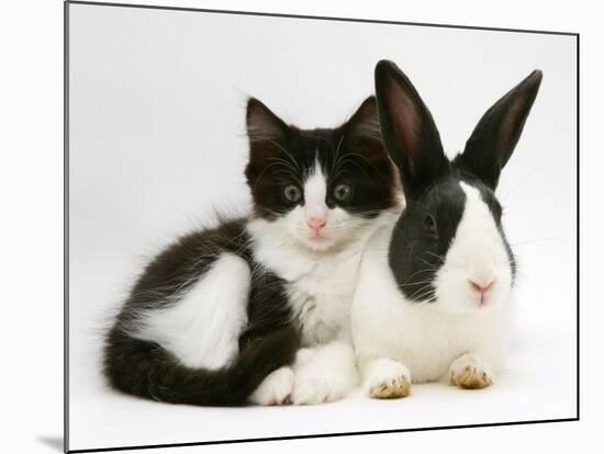 Black Dutch Rabbit with Black-And-White Kitten-Jane Burton-Mounted Photographic Print