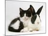 Black Dutch Rabbit with Black-And-White Kitten-Jane Burton-Mounted Photographic Print