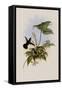 Black-Eared Adelomyia, Adelomyia Melanogenys-John Gould-Framed Stretched Canvas