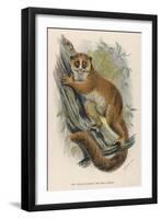 Black-Eared Mouse Lemur Climbing a Tree-null-Framed Art Print