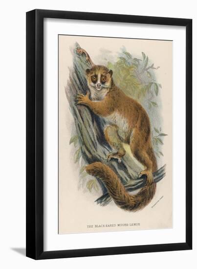 Black-Eared Mouse Lemur Climbing a Tree-null-Framed Art Print