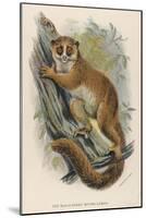 Black-Eared Mouse Lemur Climbing a Tree-null-Mounted Art Print
