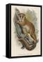 Black-Eared Mouse Lemur Climbing a Tree-null-Framed Stretched Canvas