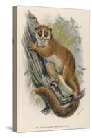 Black-Eared Mouse Lemur Climbing a Tree-null-Stretched Canvas