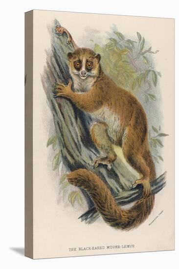 Black-Eared Mouse Lemur Climbing a Tree-null-Stretched Canvas