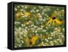 Black-Eyed Susan and Daisy Fleabane-Adam Jones-Framed Stretched Canvas