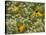 Black-Eyed Susan and Daisy Fleabane-Adam Jones-Stretched Canvas