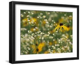 Black-Eyed Susan and Daisy Fleabane-Adam Jones-Framed Premium Photographic Print