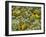 Black-Eyed Susan and Daisy Fleabane-Adam Jones-Framed Premium Photographic Print