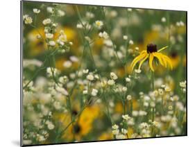 Black-Eyed Susan and Daisy Fleabane-Adam Jones-Mounted Premium Photographic Print