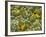 Black-Eyed Susan and Daisy Fleabane-Adam Jones-Framed Photographic Print