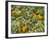 Black-Eyed Susan and Daisy Fleabane-Adam Jones-Framed Photographic Print