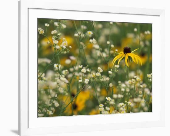 Black-Eyed Susan and Daisy Fleabane-Adam Jones-Framed Photographic Print