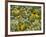 Black-Eyed Susan and Daisy Fleabane-Adam Jones-Framed Photographic Print