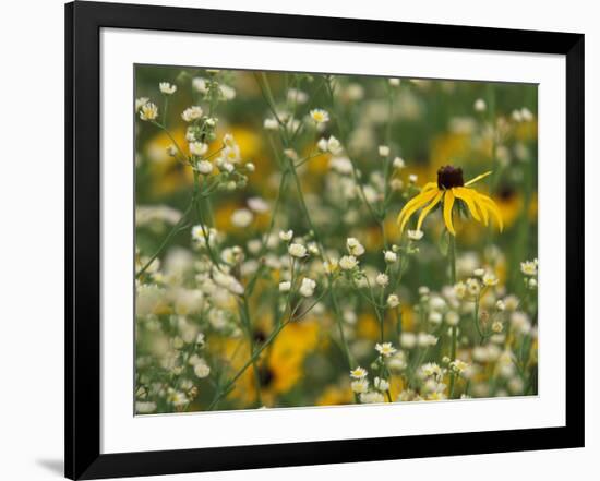 Black-Eyed Susan and Daisy Fleabane-Adam Jones-Framed Photographic Print