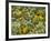 Black-Eyed Susan and Daisy Fleabane-Adam Jones-Framed Photographic Print