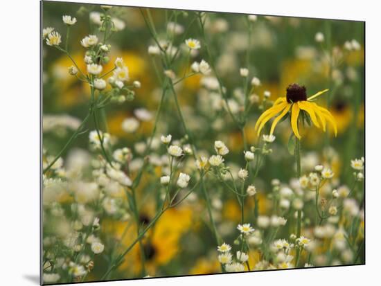 Black-Eyed Susan and Daisy Fleabane-Adam Jones-Mounted Photographic Print