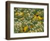 Black-Eyed Susan and Daisy Fleabane-Adam Jones-Framed Photographic Print