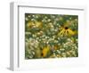 Black-Eyed Susan and Daisy Fleabane-Adam Jones-Framed Photographic Print