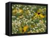 Black-Eyed Susan and Daisy Fleabane-Adam Jones-Framed Stretched Canvas