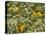 Black-Eyed Susan and Daisy Fleabane-Adam Jones-Stretched Canvas