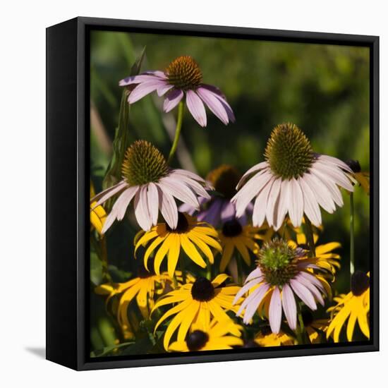 Black-Eyed Susan and Echinacea Flowers-Richard T. Nowitz-Framed Stretched Canvas