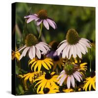 Black-Eyed Susan and Echinacea Flowers-Richard T. Nowitz-Stretched Canvas