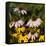 Black-Eyed Susan and Echinacea Flowers-Richard T. Nowitz-Framed Stretched Canvas
