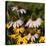 Black-Eyed Susan and Echinacea Flowers-Richard T. Nowitz-Stretched Canvas