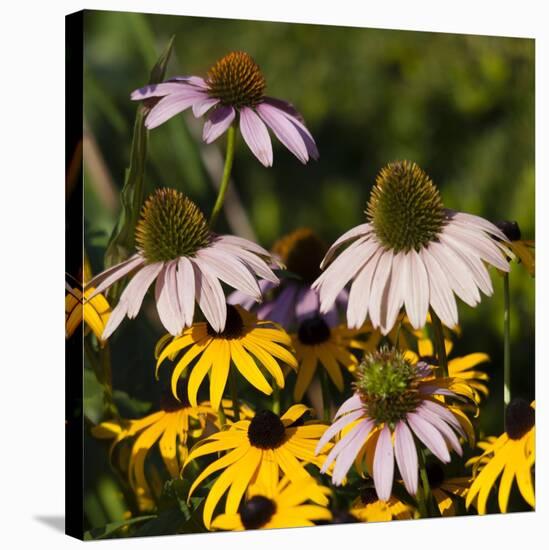 Black-Eyed Susan and Echinacea Flowers-Richard T. Nowitz-Stretched Canvas