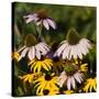 Black-Eyed Susan and Echinacea Flowers-Richard T. Nowitz-Stretched Canvas