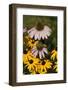 Black-Eyed Susan and Echinacea Flowers-Richard T. Nowitz-Framed Photographic Print