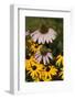 Black-Eyed Susan and Echinacea Flowers-Richard T. Nowitz-Framed Photographic Print