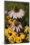 Black-Eyed Susan and Echinacea Flowers-Richard T. Nowitz-Mounted Photographic Print