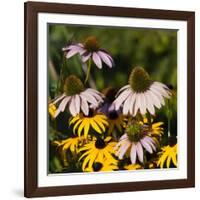 Black-Eyed Susan and Echinacea Flowers-Richard T. Nowitz-Framed Photographic Print