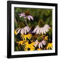 Black-Eyed Susan and Echinacea Flowers-Richard T. Nowitz-Framed Photographic Print